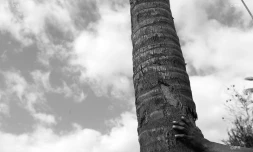 Concours grimpeur coco