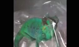 Endormi enfermé et filmé 