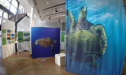 Exposition sur le mystère des tortues marines