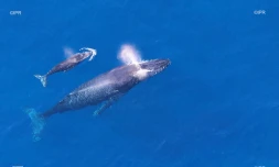baleines 2017