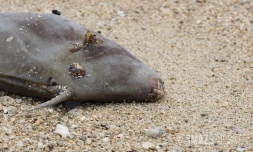 Poissons morts dans le lagon