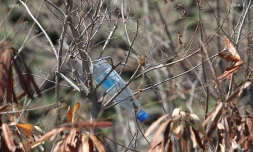 bouteille plastique 