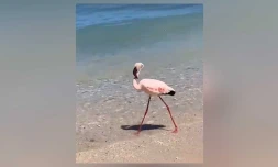 flamant rose à l'hermitage