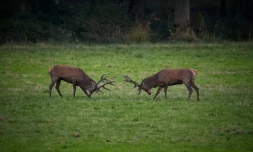 Deux cerfs à Chambord, dans le Loir-et-Cher, le 23 septembre 2024 ( AFP / GUILLAUME SOUVANT )