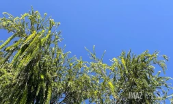 Météo Réunion