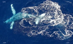baleines