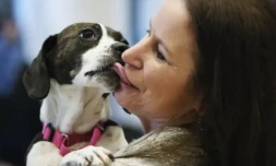 Les chiens pleurent lorsqu'ils retrouvent leur maître, montre une étude