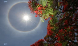 Halo