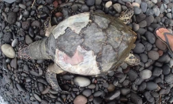 Une jeune tortue imbriquée retrouvée échouée au Barachois