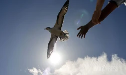 lâcher de pétrels 2023