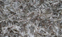 peche bichique
