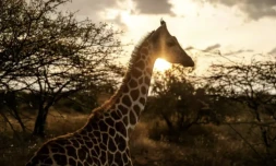 Un bébé girafe dans la réserve de Ruko au Kenya, le 7 juillet 2024 ( AFP / LUIS TATO )