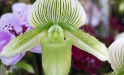 Salon Flore et Halle