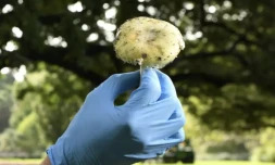 Un scientifique montre une amanite phalloïde dans les jardins botaniques de Melbourne en Australie ( AFP / William WEST )