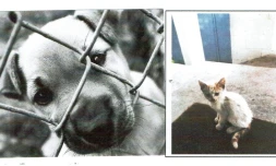 L'Arche de Noé : nouvelle cagnotte face à la hausse des signalements