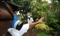 Chikungunya