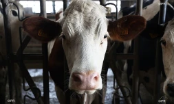 vaches en étable 