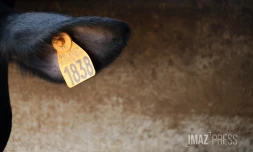 vaches laitieres elevage 