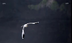 Le Paille en queue