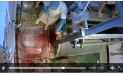 Abattoirs 