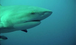 Requins IRD