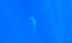 Un requin marteau aperçu au large de la côte ouest par un club de plongée 
