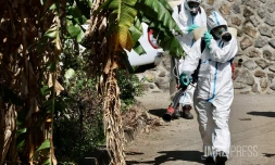 Chikungunya : l'épidémie est déclarée à La Réunion, le préfet déclenche le niveau 3 du dispositif Orsec [?]