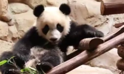 Yan Meng le panda fête son premier anniversaire