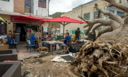 Un arbre déraciné après le passage de l'ouragan Irma près d'un bar à Marigot, à l'île franco-néerlandaise Saint-Martin, le 26 septembre 2017