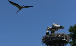 Des cigognes dans leur nid à Cernay, dans le Haut-Rhin, le 27 juin 2018