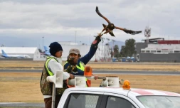 Les deux faucons pÚlerins chargés d'éviter que des oiseaux n'entrent en collision avec des avions sont préparés pour leur vol quotidien, le 29 janvier 2018 à l'aéroport de Mexico