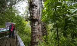 Antonio Lara, chercheur à l'Université australe et au Centre chilien des sciences du climat et de la résilience, observe un cyprÚs géant de Patagonie, au Chili, le 10 avril 2023