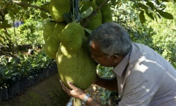Varghese Tharakkan dans son verger de jacquiers, le 12 janvier 2020 à Thrissur, dans l'Etat du Kerala, en Inde