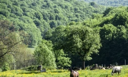 Des chevaux et des vaches dans un pré du parc national des forêts de Champagne et Bourgogne qui ouvrira en 2019, le 23 mai 2017 près de Châtillon-sur-Seine, en Côte d'Or