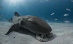 Shark Citizen inquiète du sort des requins de récifs et des requins marteaux