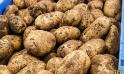 fĂŞte pomme de terre le tampon