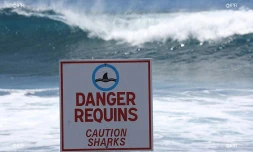 requins