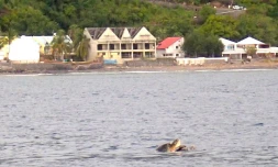 saison des amours des tortues