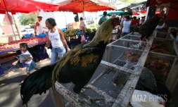 marché forain de l'Oasis au Port