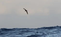 Exceptionnel : un Pétrel noir de Bourbon surpris en pleine mer
