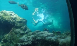 Opération vétérinaire pour les tortues de Kélonia