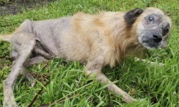 Moise arche de noé cagnotte