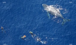 baleines 