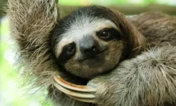 Un paresseux au Sanctuaire de Cahuita, le 10 mars 2023 au Costa Rica ( AFP / Ezequiel BECERRA )