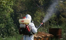 Dengue 