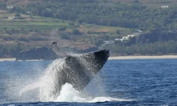 baleines 
