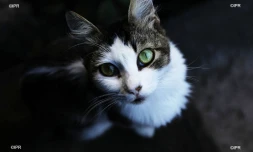 chat alors 