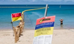 Requins Nouvelle-Calédonie