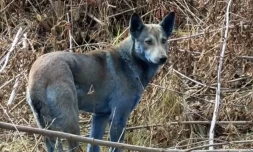 De mystérieux chiens bleus apparaissent à Tchernobyl