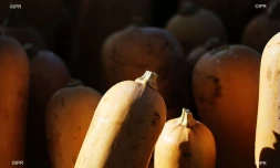 marché forain 